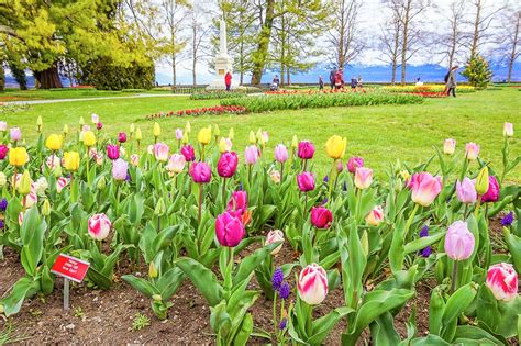 morges tulpen|Tulip Festival in Morges – Newly Swissed Online。